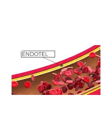 ENDOTHELYX 45 60 CÁPSULAS