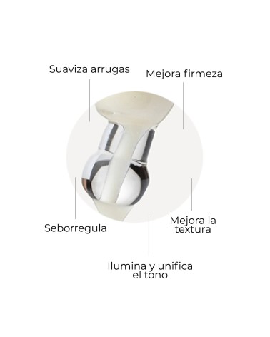 SEGLE COFRE WELL AGING